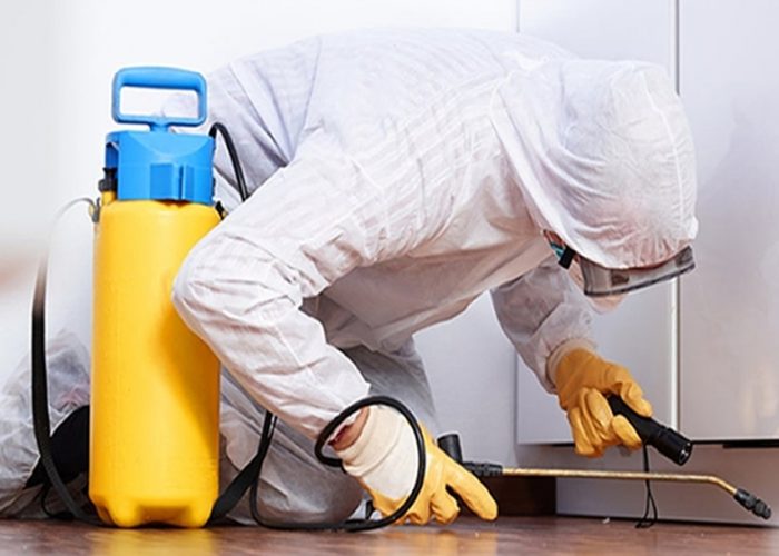 Pest control Services in Nairobi