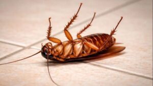 https://www.neptunepestcontrol.co.ke/cockroach-control-services/
