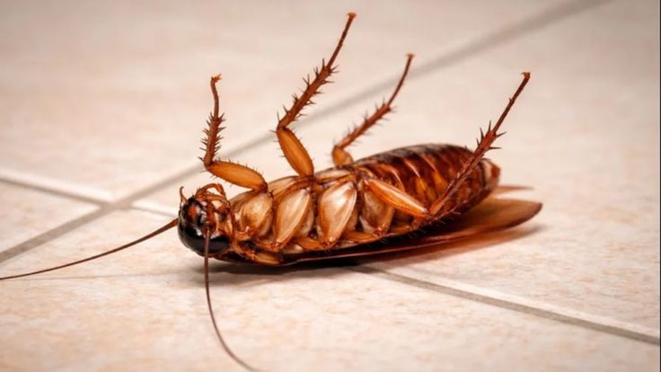 https://www.neptunepestcontrol.co.ke/cockroach-control-services/